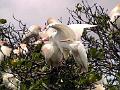 25 - Mangrove 065